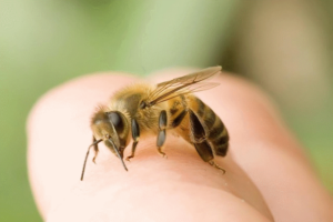Trẻ bị ong đốt có gây ra các phản ứng dị ứng nguy hiểm không?
